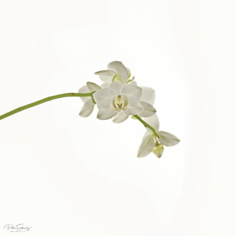Phalaenopsis mit der Hasselblad 500 cm
