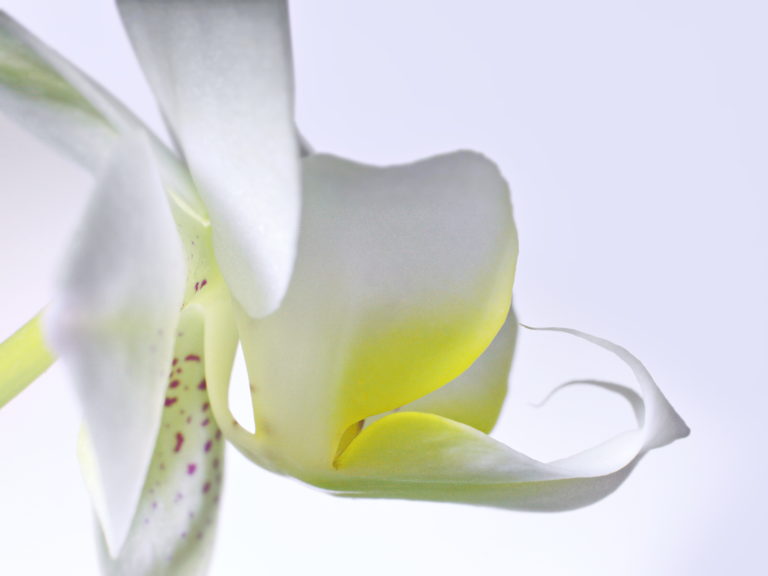 Phalaenopsis