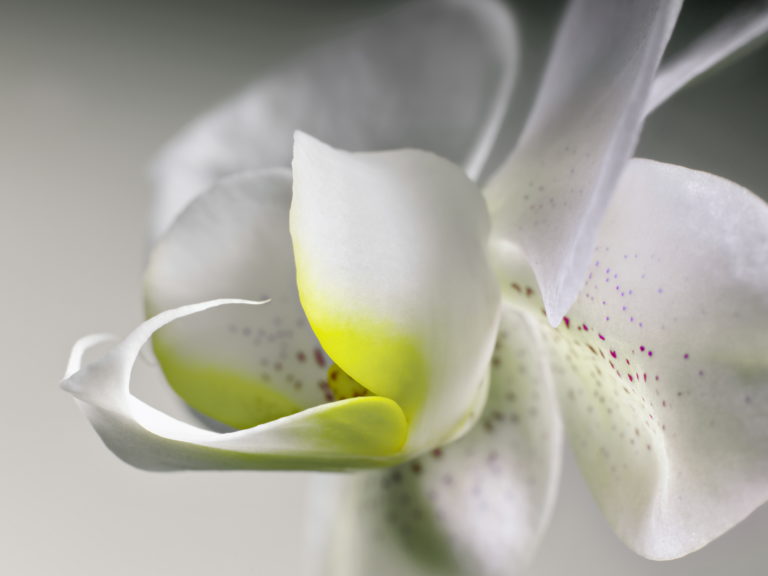 Phalaenopsis