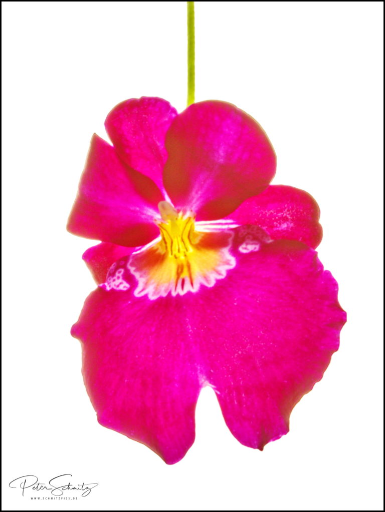 Miltonia – Veilchenorchidee