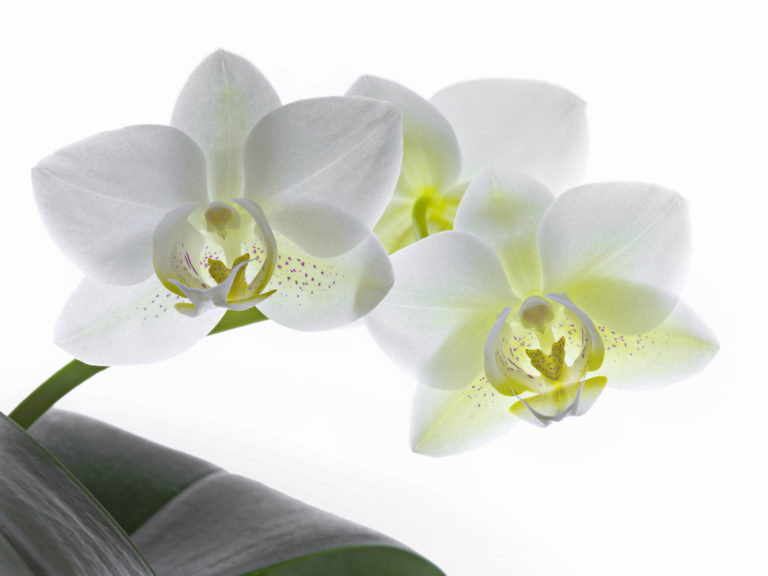 Phalaenopsis