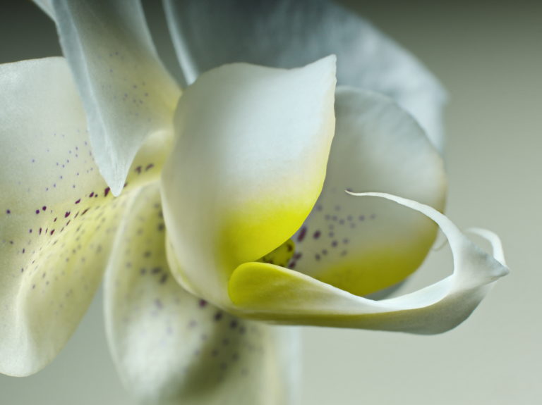Phalaenopsis