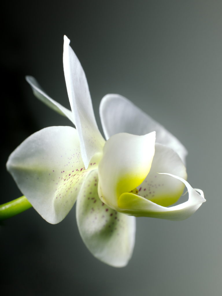 Phalaenopsis