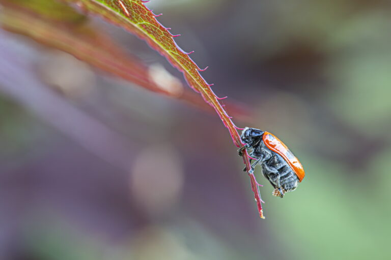 Ameisensackkäfer (Clytra laeviuscula)bei der Eiablage