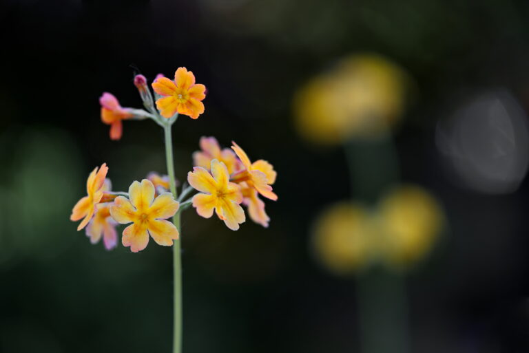 Wald Schlüsselblume