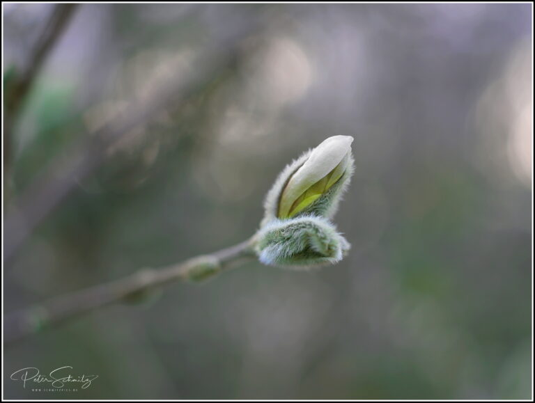 Magnolie mit der Hasselblad 907 X
