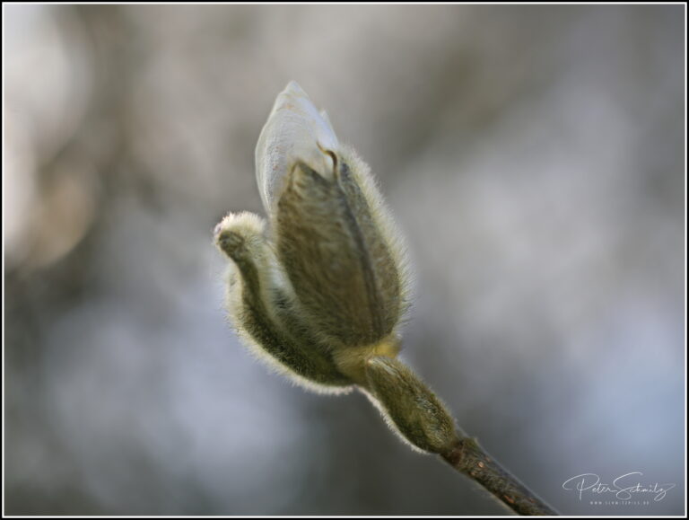 Magnolie mit der Hasselblad 907 X