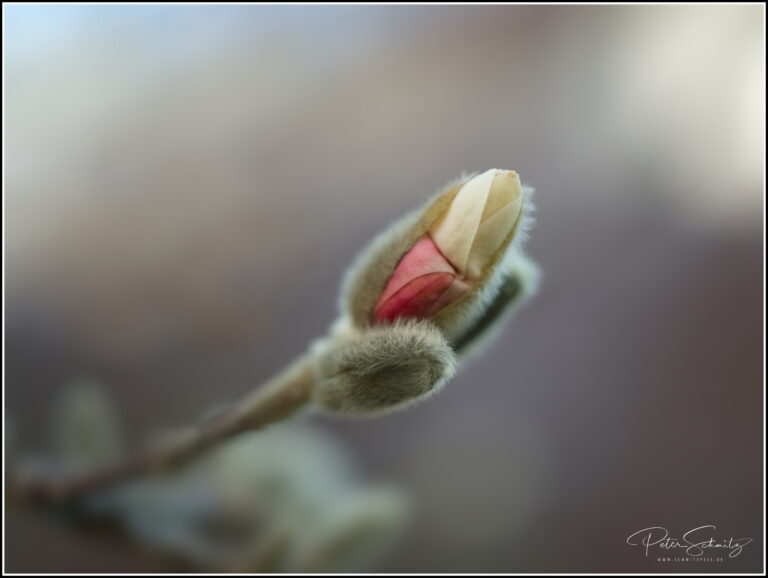 Magnolie mit der Hasselblad 907 X