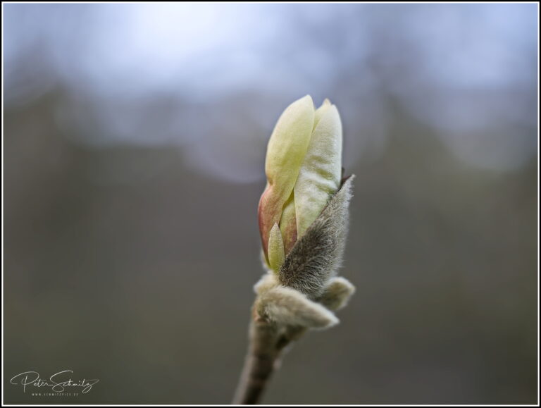 Magnolie mit der Hasselblad 907 X