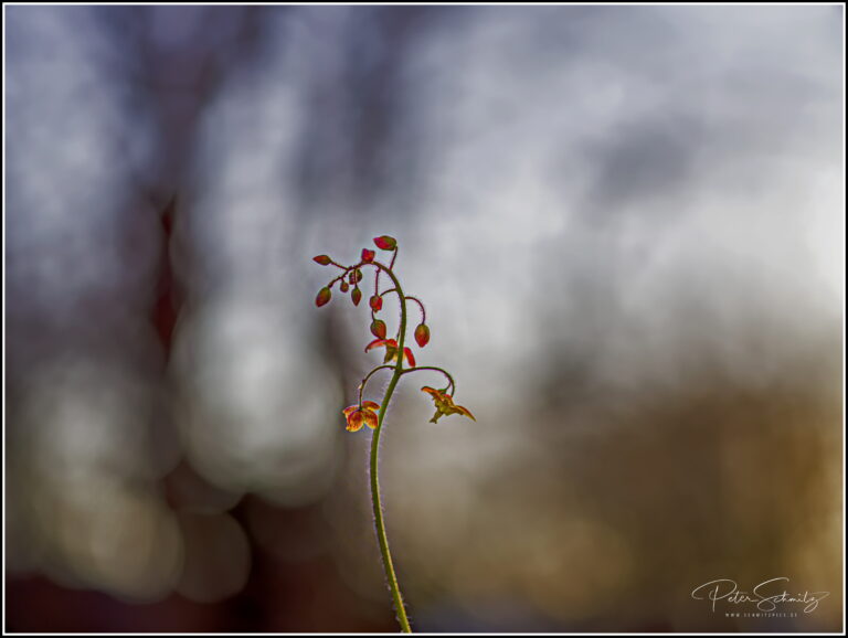 die erste Elfenblume 2022