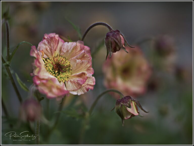 Geum chiloense ‚Mai Tai‘