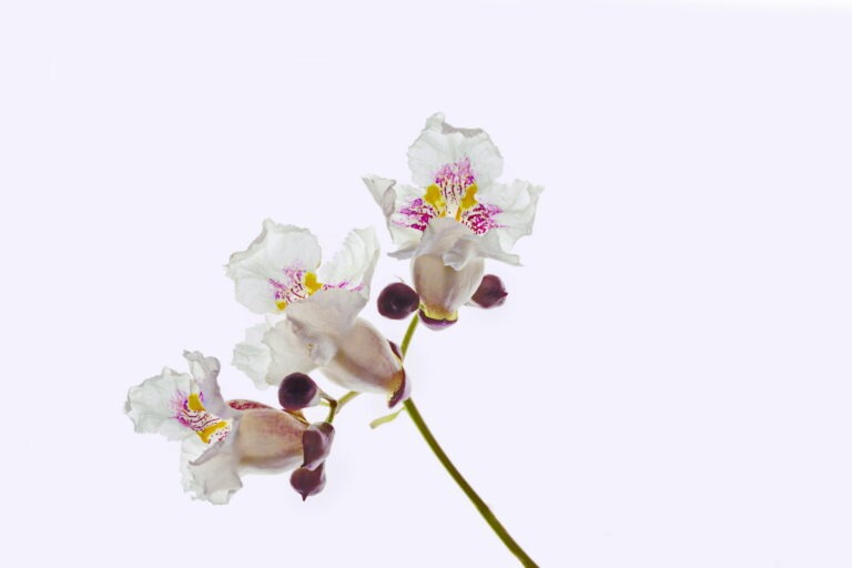 Blüten des Trompetenbaums