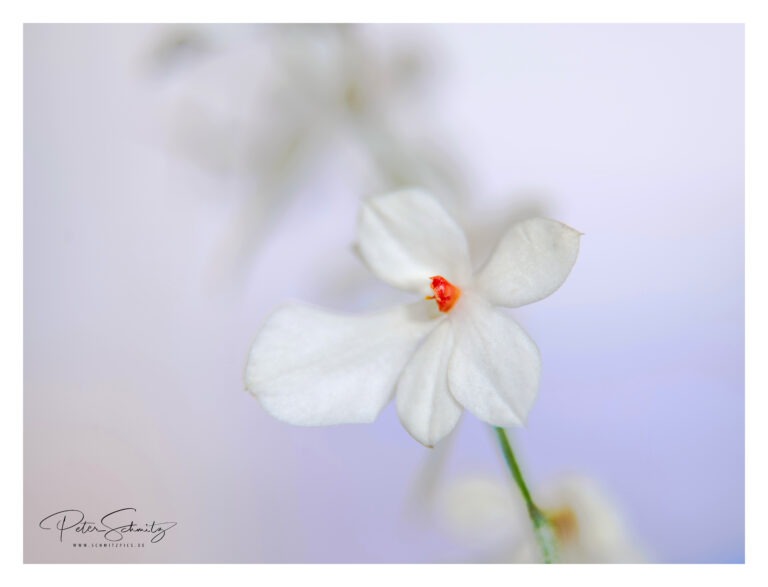 Aerangis luteoalba var. Rhodosticta