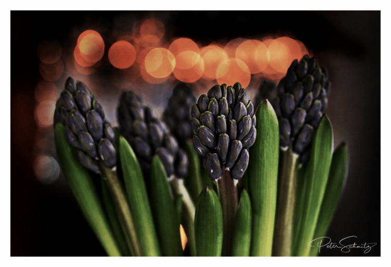 Hyazinthe mit der X2D