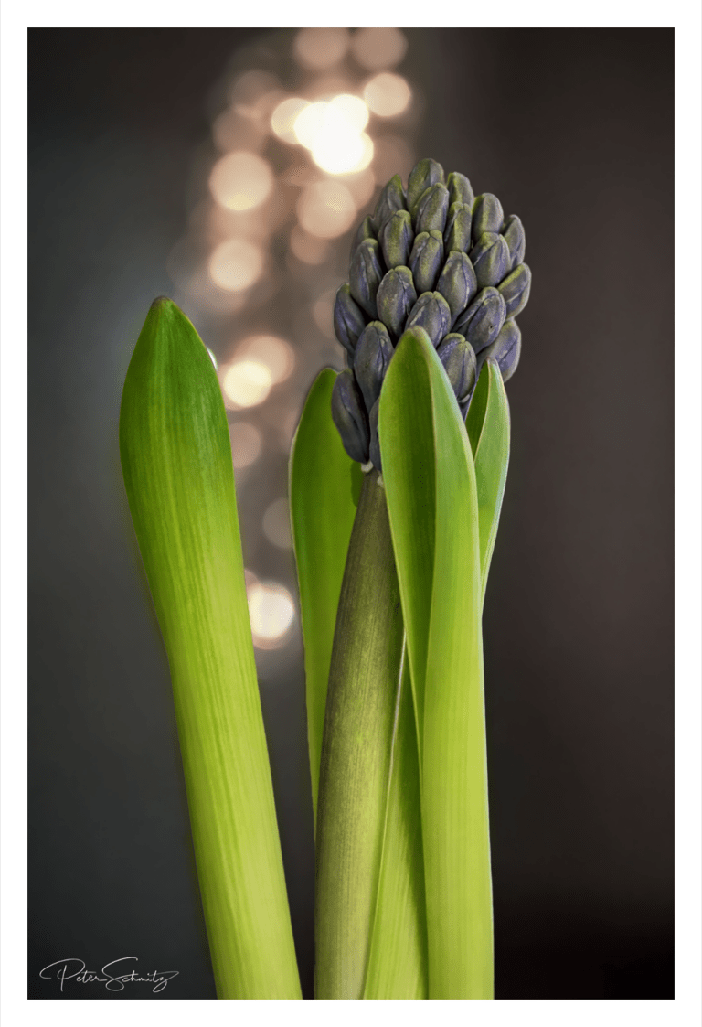 Hyazinthe (Hyacinthus)